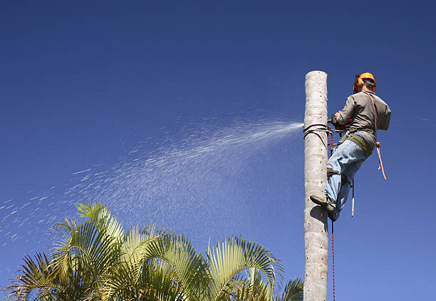 Best Tree Planting  in USA